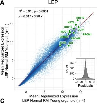 Fig.1.A showing Flow cytometry/Cell sorting in a Homo sapiens (Human) sample from the publication: Luminal epithelial cells integrate variable responses to aging into stereotypical changes that underlie breast cancer susceptibility.