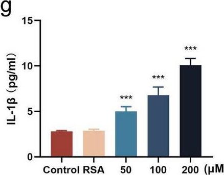 Fig.4.G showing Enzyme-linked immunosorbent assay from the publication: Accumulation of advanced oxidative protein products exacerbate satellite glial cells activation and neuropathic pain.