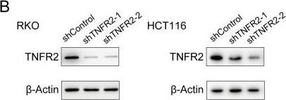 Fig.6.B showing Western Blotting from the publication: Unbiased profiling of translational landscape reveals TNFR2 as a translation-dependent vulnerability in colorectal cancer.