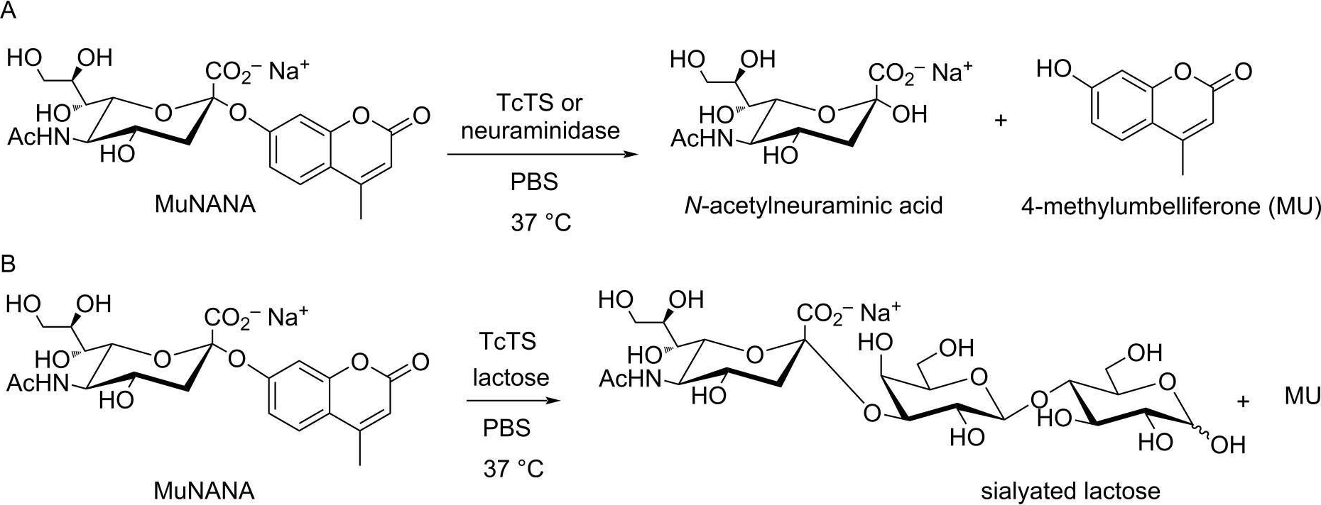 Fig.3.A from the publication: Anomeric 1,2,3-triazole-linked sialic acid derivatives show selective inhibition towards a bacterial neuraminidase over a trypanosome trans-sialidase.
