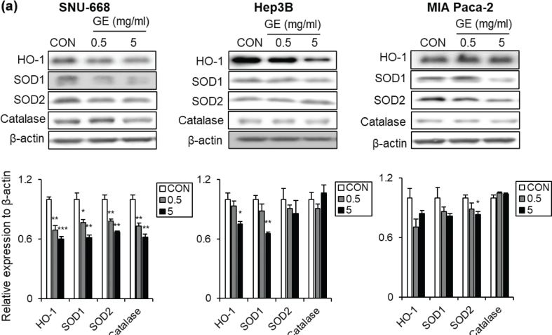 Fig.5.A showing Western Blotting from the publication: Gochujang elicits anti-cancer effects via distinct molecular mechanisms across different gastrointestinal cancer cell types.