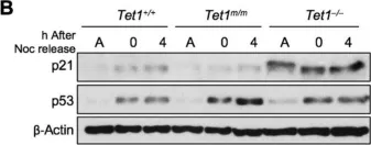 Fig.2.B showing Western Blotting from the publication: Tet1 Suppresses p21 to Ensure Proper Cell Cycle Progression in Embryonic Stem Cells.