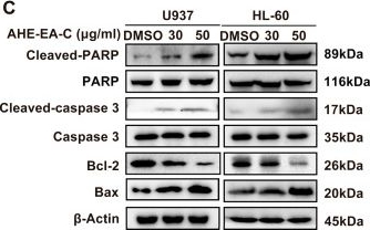Fig.4.C showing Western Blotting in a Homo sapiens (Human) sample from the publication: Ethanol Extract of Adlay Hulls Suppresses Acute Myeloid Leukemia Cell Proliferation via PI3K/Akt Pathway Inhibition.