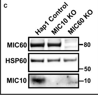 Fig.1.C showing Western Blotting from the publication: Individual cristae within the same mitochondrion display different membrane potentials and are functionally independent.