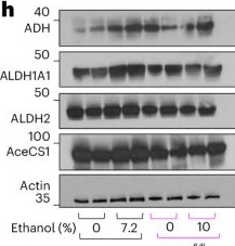 Fig.3.H showing Western Blotting from the publication: Identification of a common ketohexokinase-dependent link driving alcohol intake and alcohol-associated liver disease in mice.