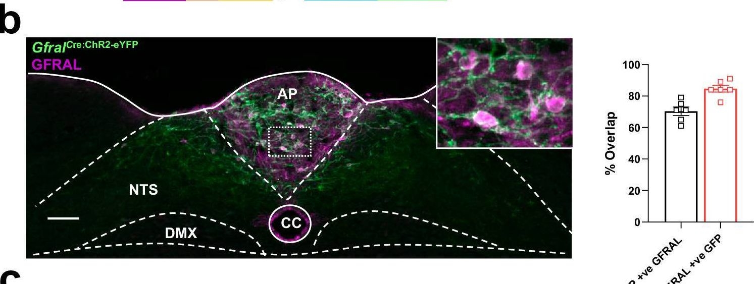 Fig.1.B showing Immunohistochemistry-immunofluorescence in a Mus musculus (House mouse) sample from the publication: Brainstem BDNF neurons are downstream of GFRAL/GLP1R signalling.