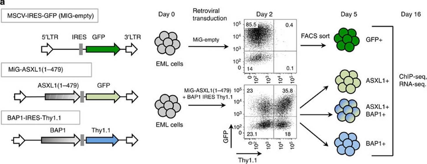 Fig.2.A showing Flow cytometry/Cell sorting in a Mus musculus (House mouse) sample from the publication: Cancer-associated ASXL1 mutations may act as gain-of-function mutations of the ASXL1-BAP1 complex.