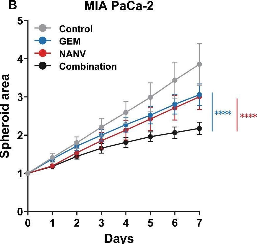 Fig.6.B from the publication: Combination effects of amino acid transporter LAT1 inhibitor nanvuranlat and cytotoxic anticancer drug gemcitabine on pancreatic and biliary tract cancer cells.