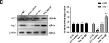 Arginase-1 (D4E3M) Rabbit Monoclonal Antibody | Cell Signaling