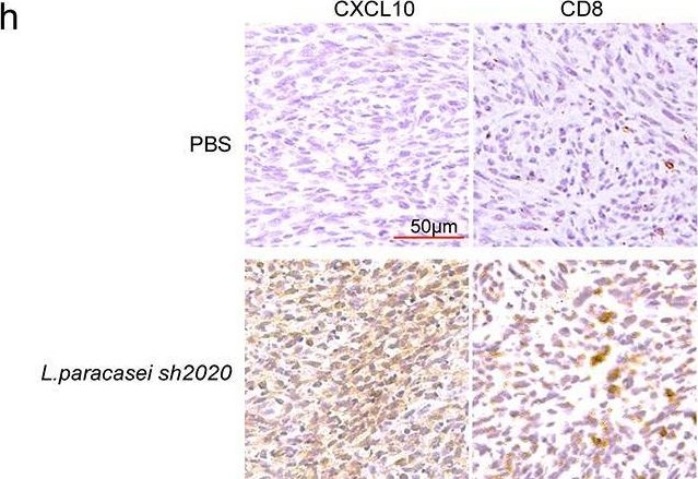 Fig.7.H showing Immunohistochemistry in a Mus musculus (House mouse) sample from the publication: Lacticaseibacillus paracasei sh2020 induced antitumor immunity and synergized with anti-programmed cell death 1 to reduce tumor burden in mice.