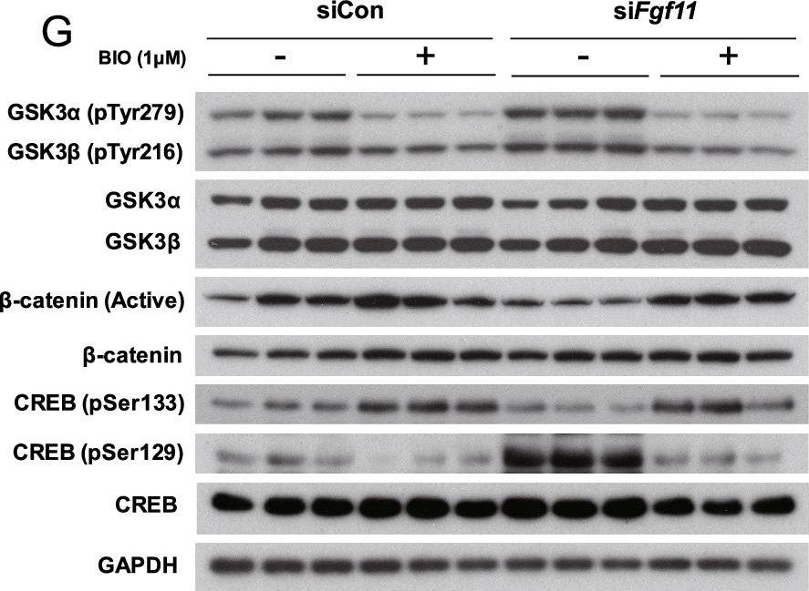Fig.6.G showing Western Blotting from the publication: Silencing of hypothalamic FGF11 prevents diet-induced obesity.