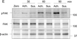 Fig.1.E showing Western Blotting from the publication: Integrin-Mediated Adhesion Promotes Centrosome Separation in Early Mitosis.