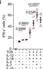Fig.4.I from the publication: Interferon-γ couples CD8+ T cell avidity and differentiation during infection.