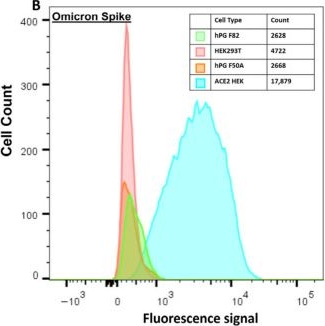Fig.4.B showing Flow cytometry/Cell sorting from the publication: Exploring Spike-Dependent and ACE2-Independent SARS-CoV-2 Interactions with Salivary Epithelial Cells in the Absence of ACE2.