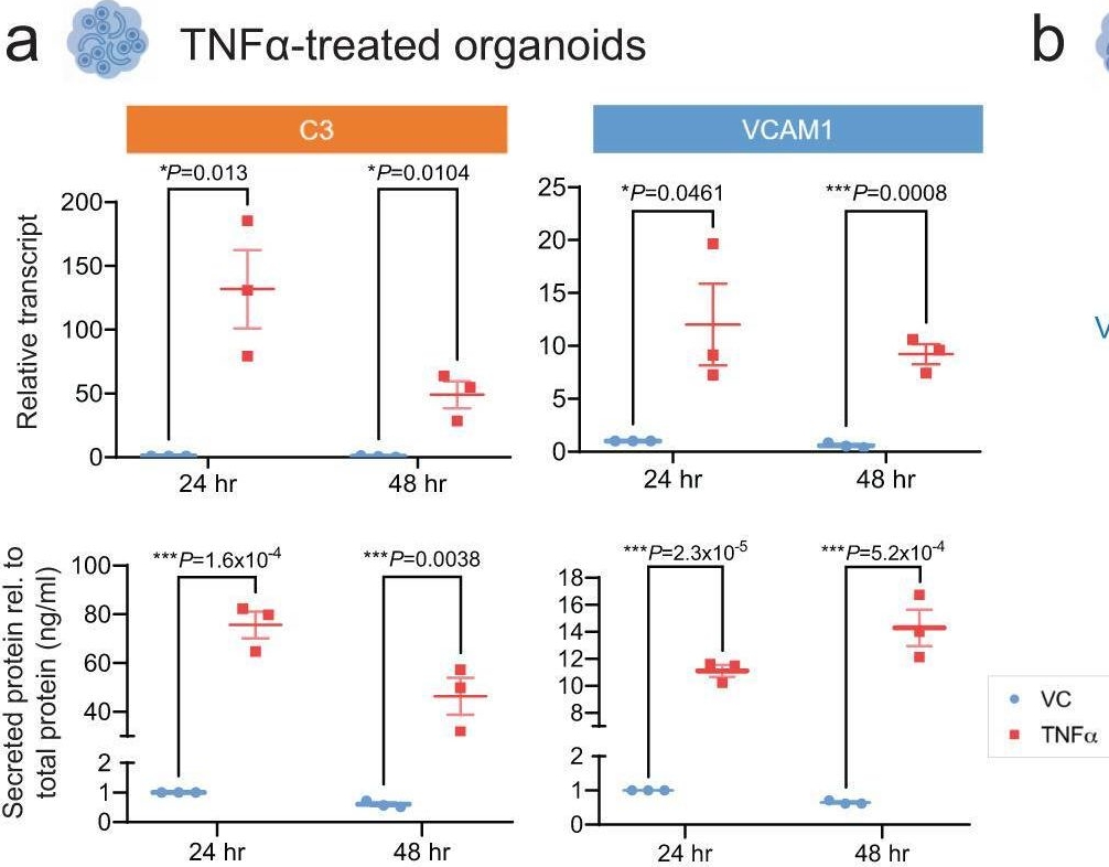 Fig.6.A showing Enzyme-linked immunosorbent assay in a Homo sapiens (Human) sample from the publication: An integrated organoid omics map extends modeling potential of kidney disease.