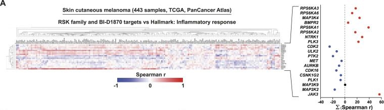 Fig.1.A showing Immunohistochemistry in a Homo sapiens (Human) sample from the publication: Mitochondrial signatures shape phenotype switching and apoptosis in response to PLK1 inhibitors.