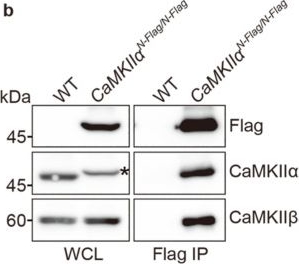 Fig.3.B showing Western Blotting from the publication: Generation of Flag/DYKDDDDK Epitope Tag Knock-In Mice Using i-GONAD Enables Detection of Endogenous CaMKIIα and β Proteins.