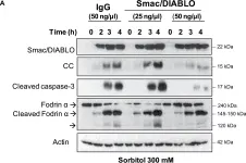 Fig.3.A showing Western Blotting in a Xenopus laevis (African clawed frog) sample from the publication: Osmostress-induced apoptosis in Xenopus oocytes: role of stress protein kinases, calpains and Smac/DIABLO.