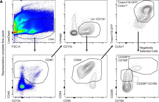 Fig.1.A showing Flow cytometry/Cell sorting in a Mus musculus (House mouse) sample from the publication: Retinal perivascular macrophages regulate immune cell infiltration during neuroinflammation in mouse models of ocular disease.