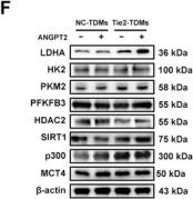Fig.3.F showing Western Blotting in a Homo sapiens (Human) sample from the publication: ANGPT2/Tie2 Enhances H3K18la-Mediated Macrophage M2 Polarization to Promote Endothelial Cell Proliferation in the Chronically Ischaemic Brain.
