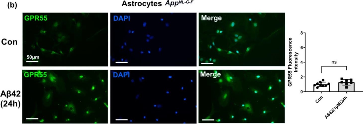 Fig.8.B showing Immunocytochemistry-immunofluorescence in a Mus musculus (House mouse) sample from the publication: The Expression of the Endocannabinoid Receptors CB2 and GPR55 Is Highly Increased during the Progression of Alzheimer's Disease in AppNL-G-F Knock-In Mice.