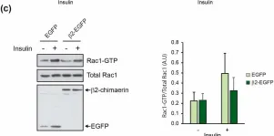 Fig.5.C showing Western Blotting from the publication: β2-Chimaerin, a GTPase-Activating Protein for Rac1, Is a Novel Regulator of Hepatic Insulin Signaling and Glucose Metabolism.