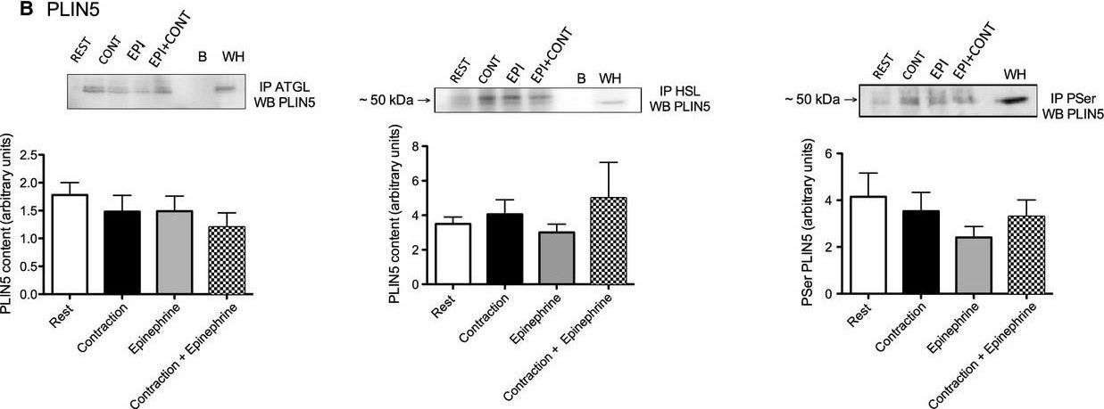 Skeletal muscle PLIN3 and PLIN5 are serine phosphorylated at rest and following lipolysis during adrenergic or contractile stimulation.