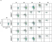 Fig.1.A showing Flow cytometry/Cell sorting in a Mus musculus (House mouse) sample from the publication: Carm1-arginine methylation of the transcription factor C/EBPα regulates transdifferentiation velocity.
