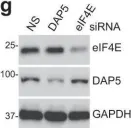 Fig.7.G showing Western Blotting from the publication: A DAP5/eIF3d alternate mRNA translation mechanism promotes differentiation and immune suppression by human regulatory T cells.