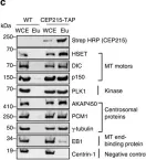Fig.1.C showing Western Blotting from the publication: A CEP215-HSET complex links centrosomes with spindle poles and drives centrosome clustering in cancer.