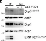 Fig.5.D showing Western Blotting from the publication: PD-1-induced T cell exhaustion is controlled by a Drp1-dependent mechanism.