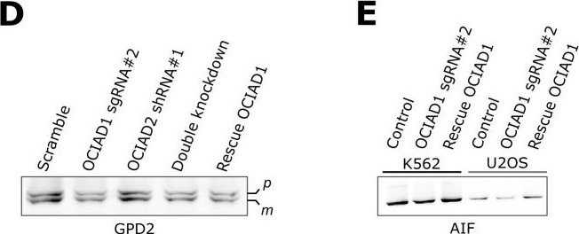 Fig.5.D showing Western Blotting from the publication: Genome-wide CRISPRi screening identifies OCIAD1 as a prohibitin client and regulatory determinant of mitochondrial Complex III assembly in human cells.