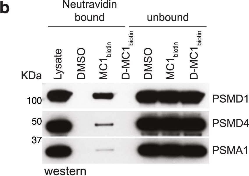 Fig.2.B showing Western Blotting from the publication: Targeted degradation via direct 26S proteasome recruitment.