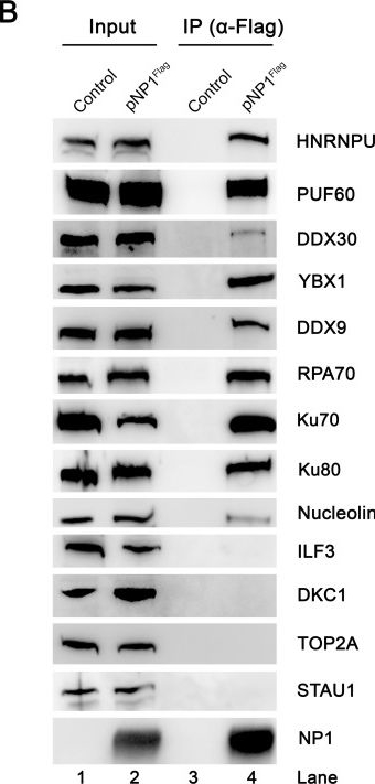 Fig.2.B showing Western Blotting from the publication: The small nonstructural protein NP1 of human bocavirus 1 directly interacts with Ku70 and RPA70 and facilitates viral DNA replication.