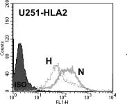Fig.7.A showing Flow cytometry/Cell sorting in a Homo sapiens (Human) sample from the publication: Differential glioma-associated tumor antigen expression profiles of human glioma cells grown in hypoxia.