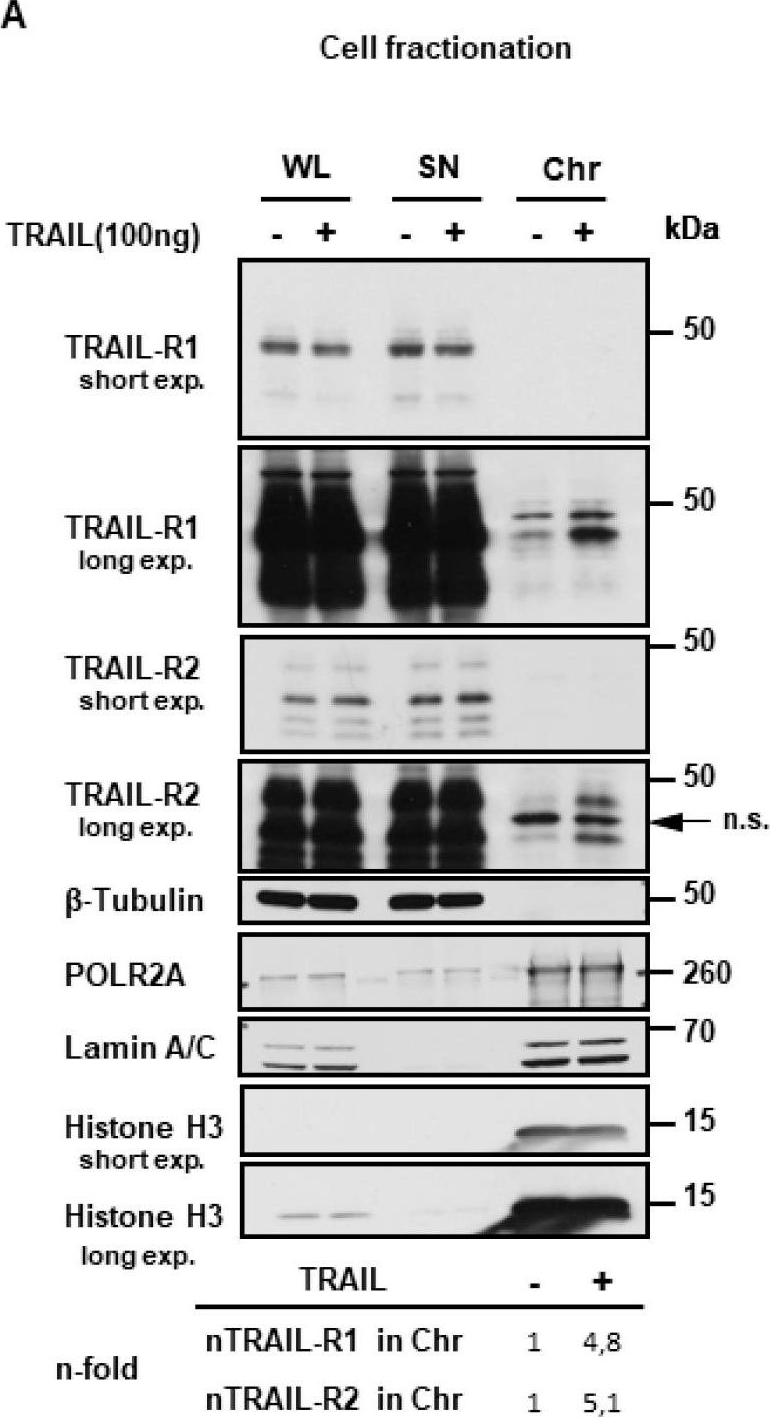 Fig.8.A showing Western Blotting in a Homo sapiens (Human) sample from the publication: TRAIL Induces Nuclear Translocation and Chromatin Localization of TRAIL Death Receptors.
