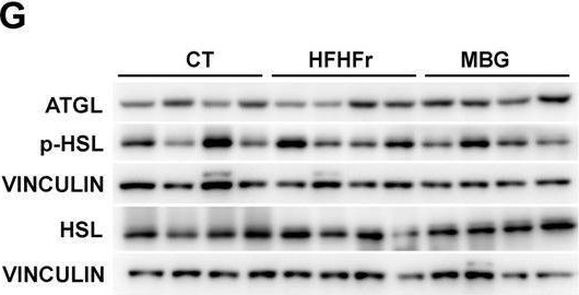 Fig.1.G showing Western Blotting from the publication: Mirabegron induces selective changes in the faecal microbiota of HFHFr rats without altering bile acid composition.