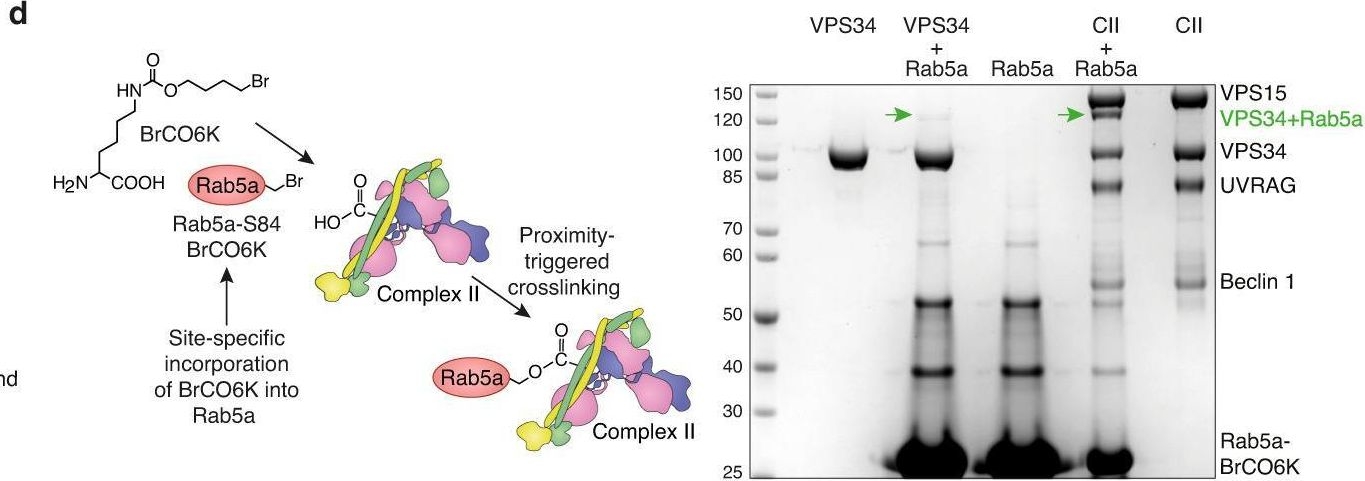 Fig.1.D showing Western Blotting from the publication: Structural basis for VPS34 kinase activation by Rab1 and Rab5 on membranes.