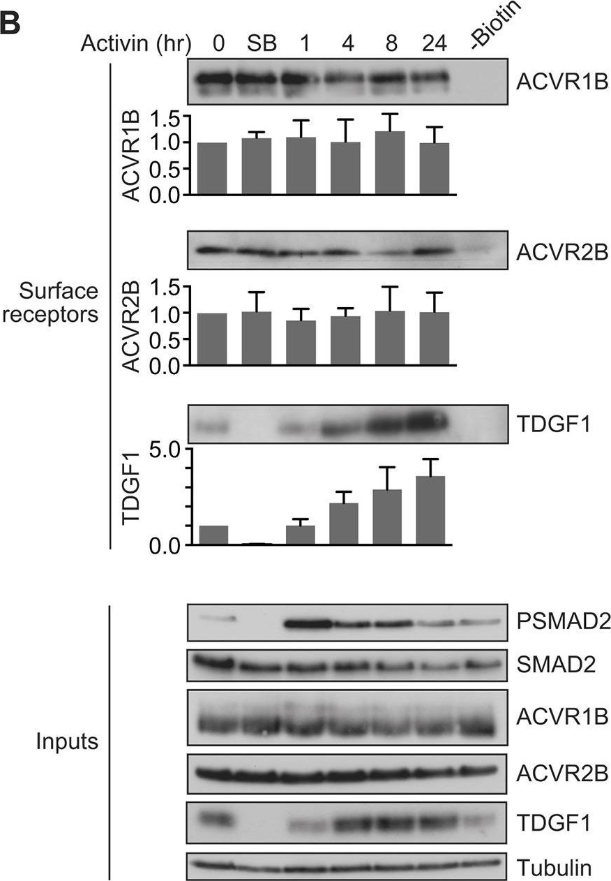 Fig.5.B showing Western Blotting in a Homo sapiens (Human) sample from the publication: TGF-β family ligands exhibit distinct signalling dynamics that are driven by receptor localisation.