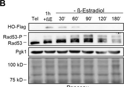 Fig.3.B showing Western Blotting from the publication: Cohesin reconstitution and homologous recombination repair of DNA double-strand breaks in late mitosis.