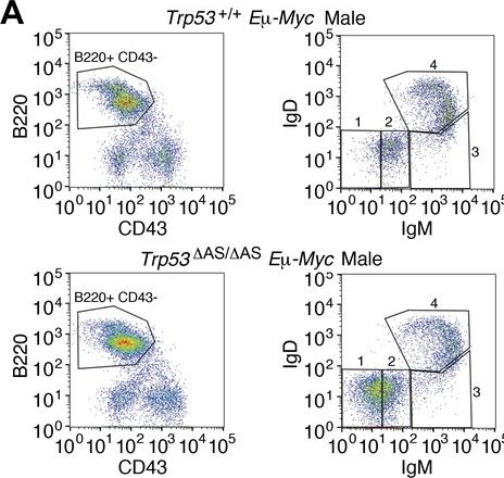 Fig.3.A showing Flow cytometry/Cell sorting from the publication: Mutant mice lacking alternatively spliced p53 isoforms unveil Ackr4 as a male-specific prognostic factor in Myc-driven B-cell lymphomas.