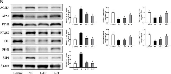Fig.7.B showing Western Blotting in a Clostridium perfringens sample from the publication: Chestnut Tannin Improves Growth Performance and Intestinal Health of Broilers Challenged with Necrotic Enteritis via the cGAS-STING-Ferroptosis Pathway.