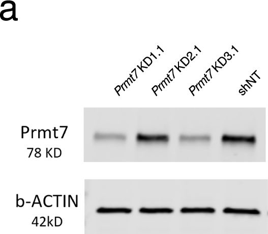 Fig.5.A showing Western Blotting in a Homo sapiens (Human) sample from the publication: CRISPR screens identify PRMT7 as a therapeutic target to enhance T cell-mediated killing in breast cancer.