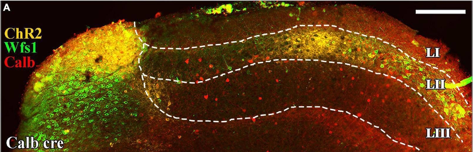 Fig.1.A showing Immunohistochemistry-immunofluorescence from the publication: Neurogliaform cells mediate feedback inhibition in the medial entorhinal cortex.