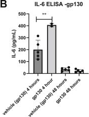 Fig.5.B showing Enzyme-linked immunosorbent assay from the publication: Modulation of interleukin-6 and its effect on late vein wall injury in a stasis mouse model of deep vein thrombosis.