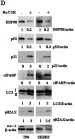 Fig.2.D showing Western Blotting from the publication: A ruthenium(II)-curcumin compound modulates NRF2 expression balancing the cancer cell death/survival outcome according to p53 status.
