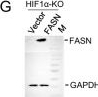 Fig.4.G showing Western Blotting from the publication: HIF-1α integrates lipogenic FASN and glycolytic GLUT3 to overcome intratumor oxidative and hypoxic stress for colorectal cancer metastasis.