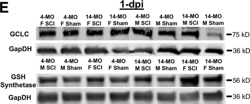 Fig.3.E showing Western Blotting from the publication: Advanced Age and Neurotrauma Diminish Glutathione and Impair Antioxidant Defense after Spinal Cord Injury.