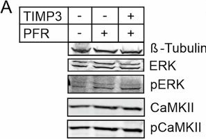 Fig.5.A showing Western Blotting from the publication: Activity-dependent extracellular proteolytic cascade cleaves the ECM component brevican to promote structural plasticity.