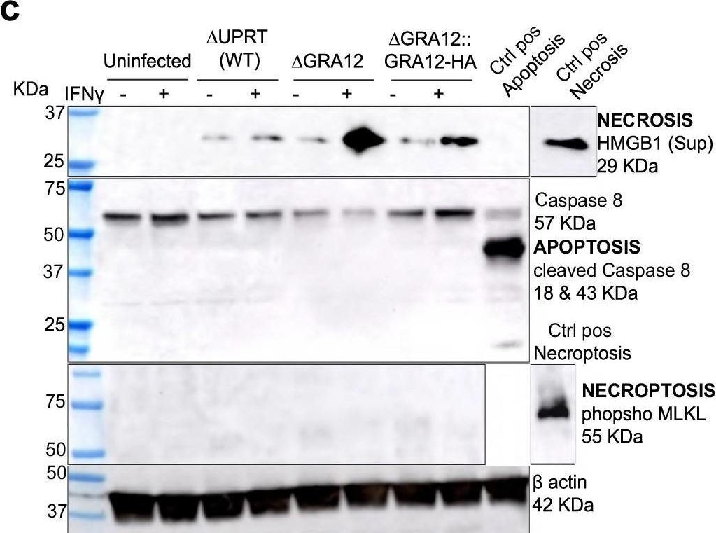 Fig.4.C showing Western Blotting from the publication: GRA12 is a common virulence factor across Toxoplasma gondii strains and mouse subspecies.